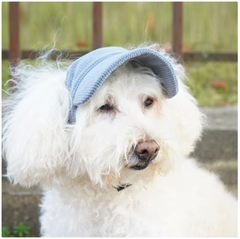 Kordfløjl Solhat til Hunde – Justerbar & Stilfuld Solbeskyttelse